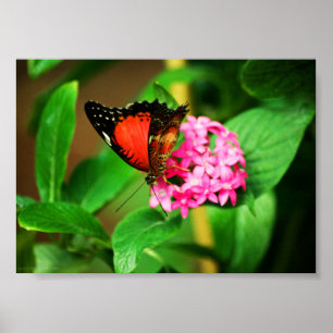 Cethosia biblis Print