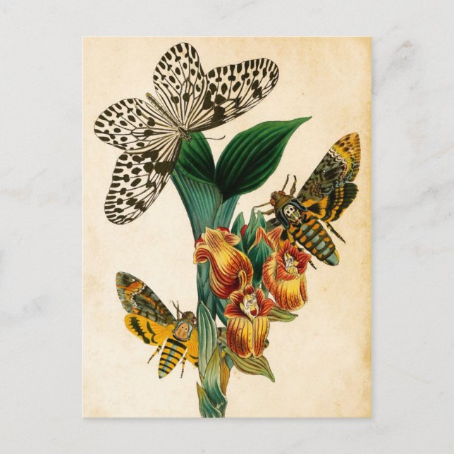 Ceylon Tree Nymph Butterfly & Acherontia Moths Postcard (Front)
