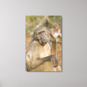 Chacma Baboon (Papio ursinus) scratching its Canvas Print
