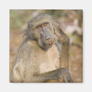 Chacma Baboon (Papio ursinus) scratching its Magnet