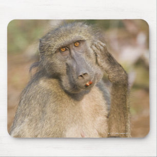 Chacma Baboon (Papio ursinus) scratching its Mouse Mat