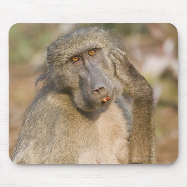 Chacma Baboon (Papio ursinus) scratching its Mouse Mat (Front)