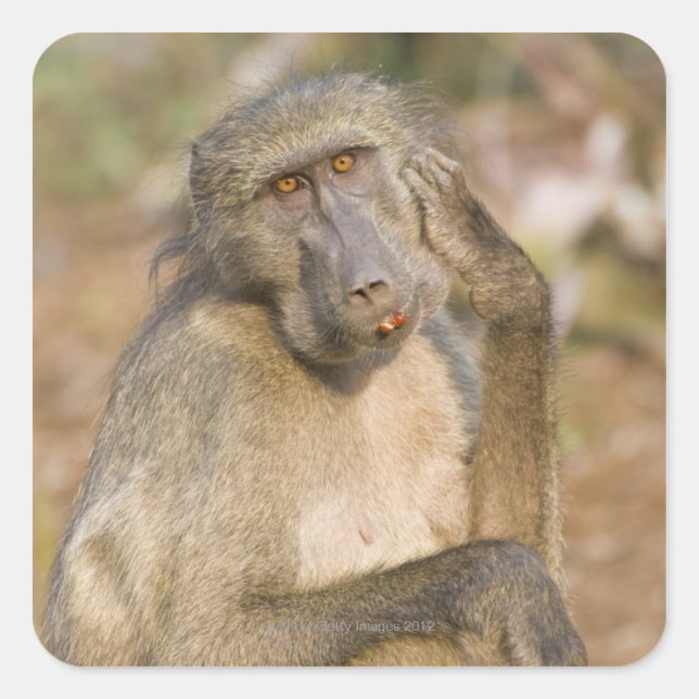 Chacma Baboon (Papio ursinus) scratching its Square Sticker (Front)