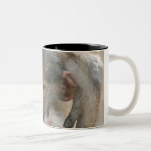 Chacma Baboon, Papio ursinus with young, Kruger Two-Tone Coffee Mug