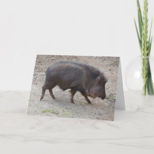 Chacoan Peccary #2 Card