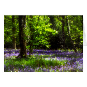Chaddesley Bluebells