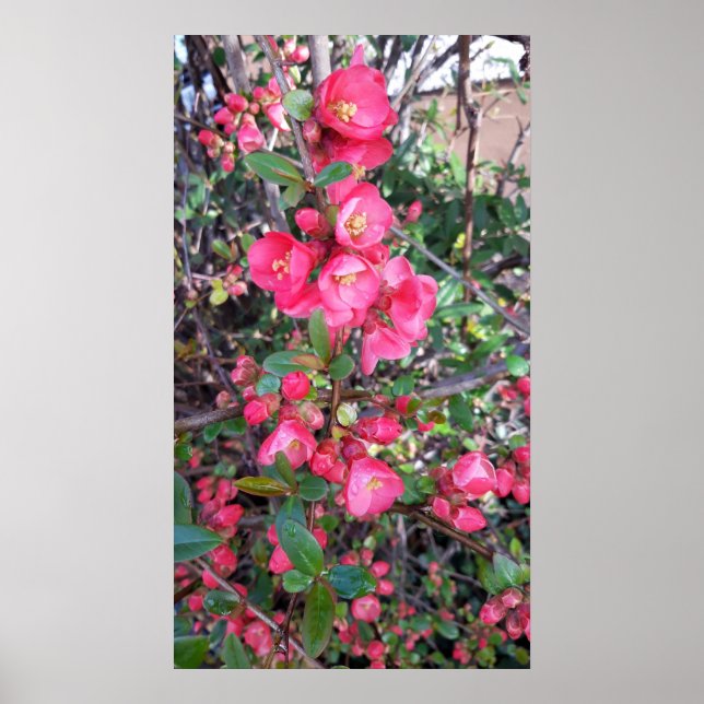 Chaenomeles japonica , Ornamental quince Poster (Front)