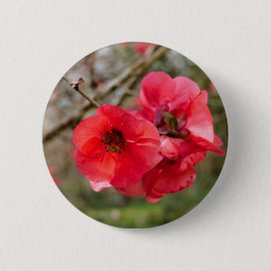 Chaenomeles speciosa Badge
