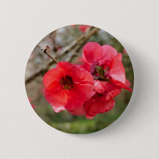Chaenomeles speciosa Badge (Front)
