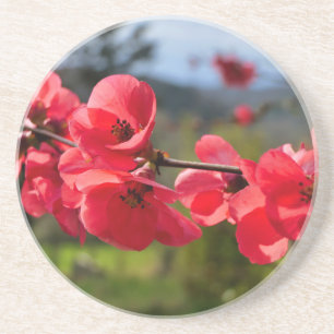 Chaenomeles speciosa coaster
