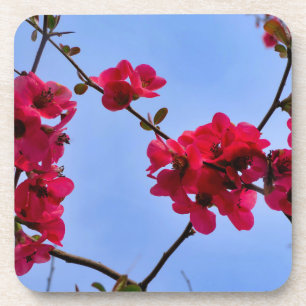 Chaenomeles speciosa coaster