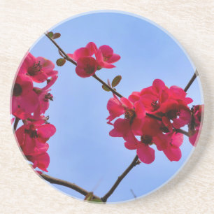 Chaenomeles speciosa coaster