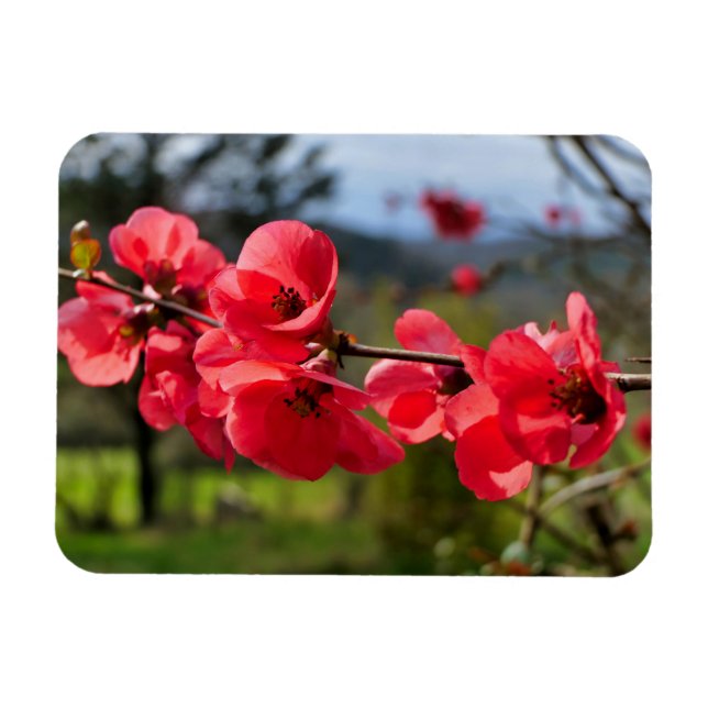 Chaenomeles speciosa magnet (Horizontal)