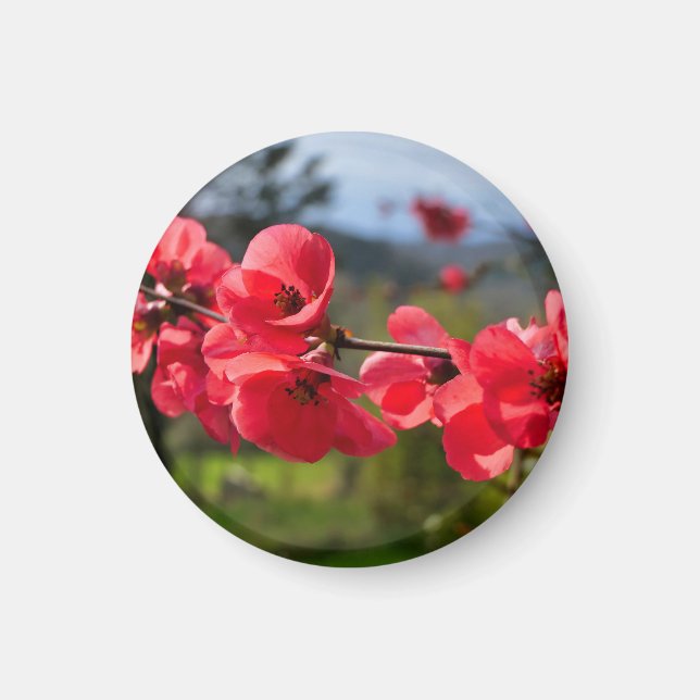 Chaenomeles speciosa magnet (Front)