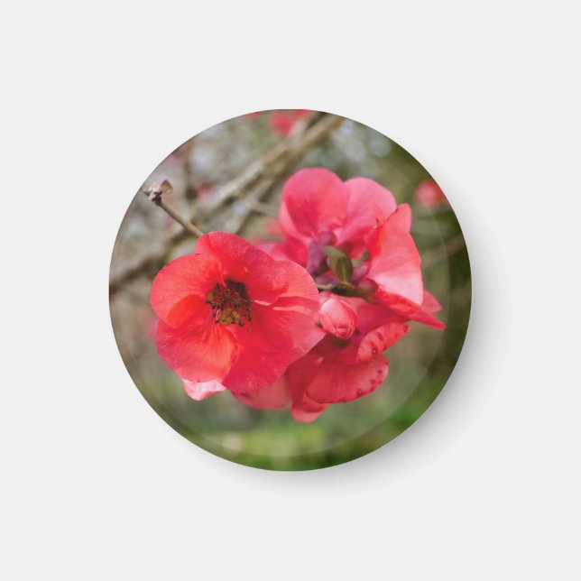 Chaenomeles speciosa magnet (Front)
