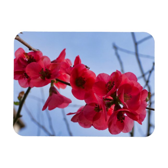 Chaenomeles speciosa magnet (Horizontal)