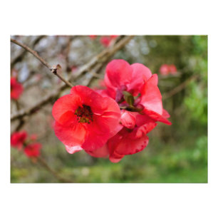 Chaenomeles speciosa photo print