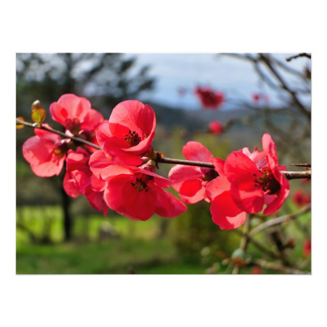 Chaenomeles speciosa photo print (Front)