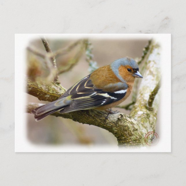 Chaffinch 8R84D-22 Postcard (Front)