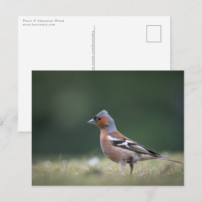 Chaffinch Bird Nature Photo Postcard (Front/Back)