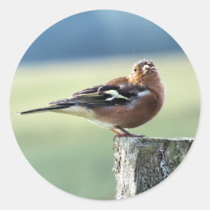 CHAFFINCH CLASSIC ROUND STICKER