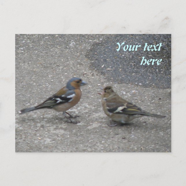 Chaffinch Feed Me Custom Postcard (Front)