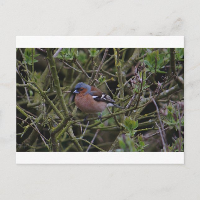 Chaffinch In Tree Postcard (Front)
