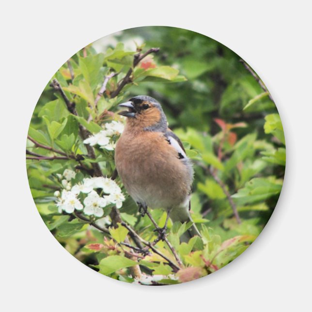 CHAFFINCH MAGNET (Front)