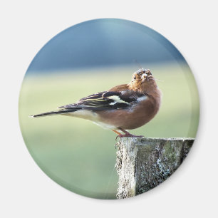 CHAFFINCH MAGNET