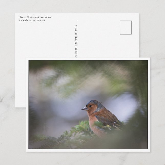 Chaffinch Nature Photo Postcard (Front/Back)