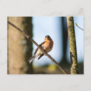 Chaffinch on branch postcard