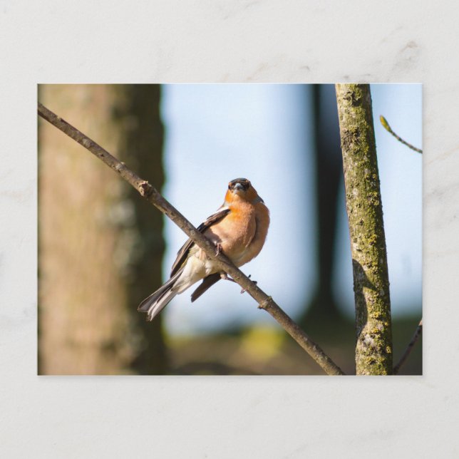 Chaffinch on branch postcard (Front)