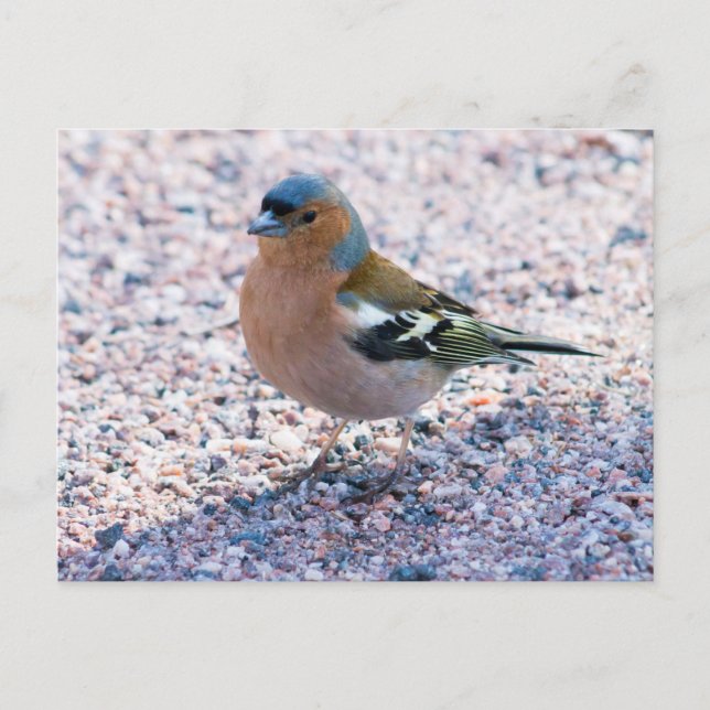 Chaffinch Postcard (Front)