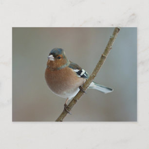 Chaffinch - postcard