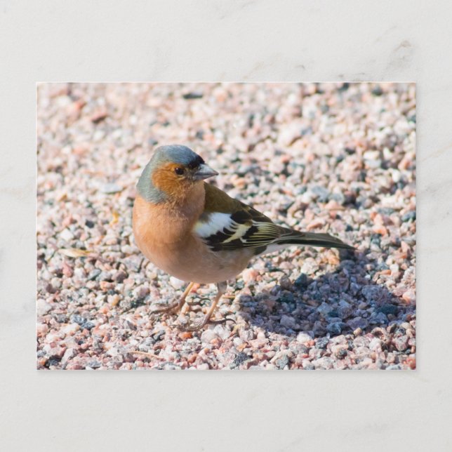 Chaffinch Postcard (Front)
