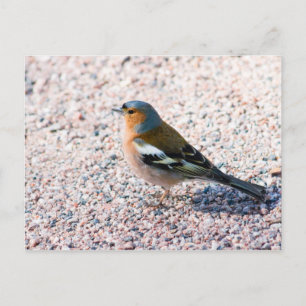 Chaffinch Postcard