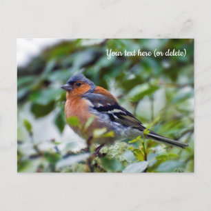 Chaffinch Postcard