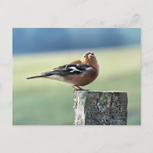 CHAFFINCH POSTCARD