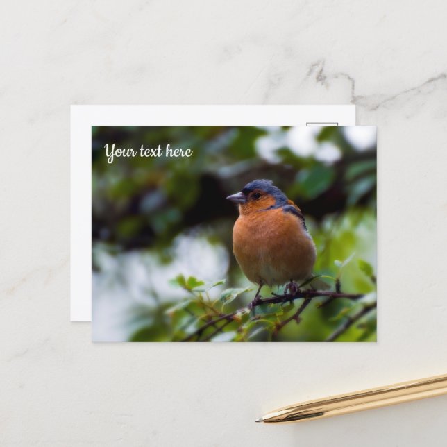 Chaffinch Postcard (Front/Back In Situ)