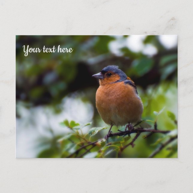 Chaffinch Postcard (Front)