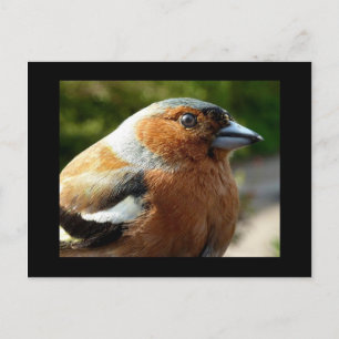 Chaffinch PostCard