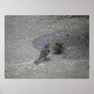 Chaffinch sings for his supper Print
