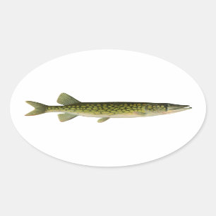 Chain Pickerel Illustration Oval Sticker
