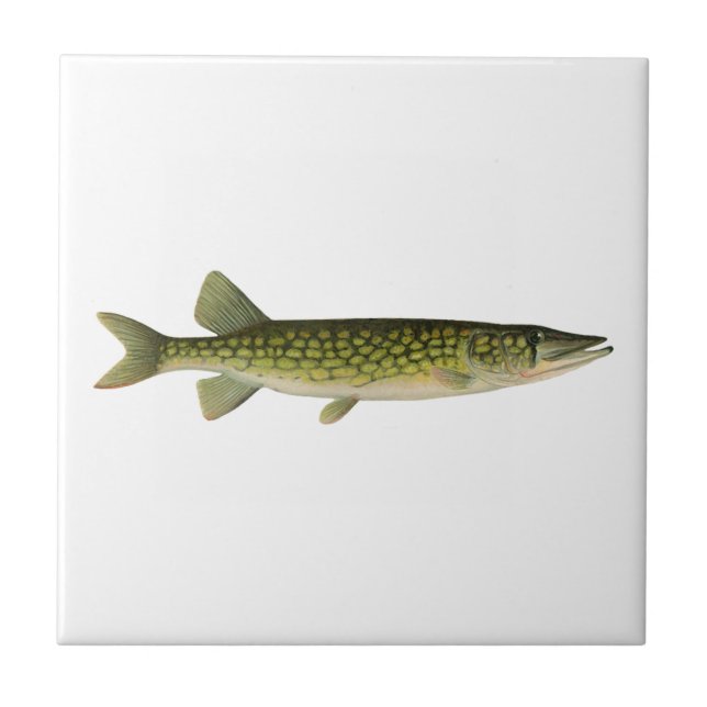 Chain Pickerel Illustration Tile (Front)