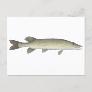 Chain Pickerel Postcard