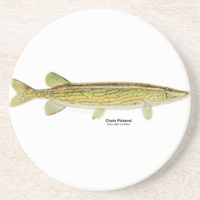 Chain Pickerel Sandstone Drink Coaster (Front)
