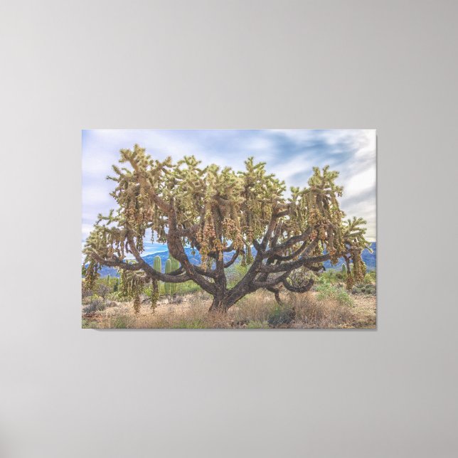 Chained-Fruit Cholla Canvas Print (Front)