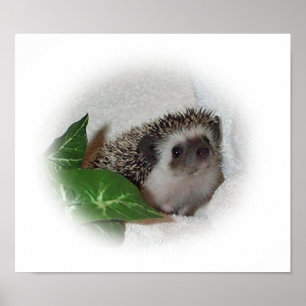 Chalice the Hedgehog Poster