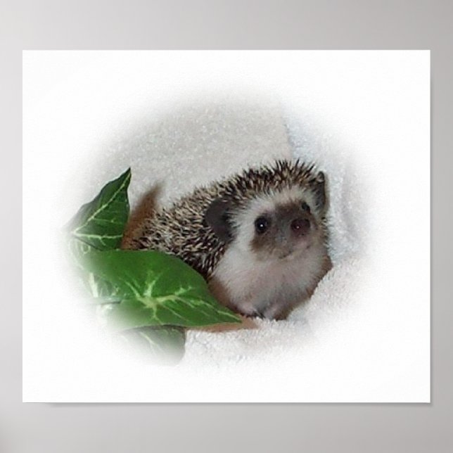 Chalice the Hedgehog Poster (Front)