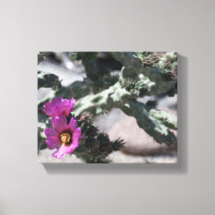 Challa Cactus in bloom Canvas Print